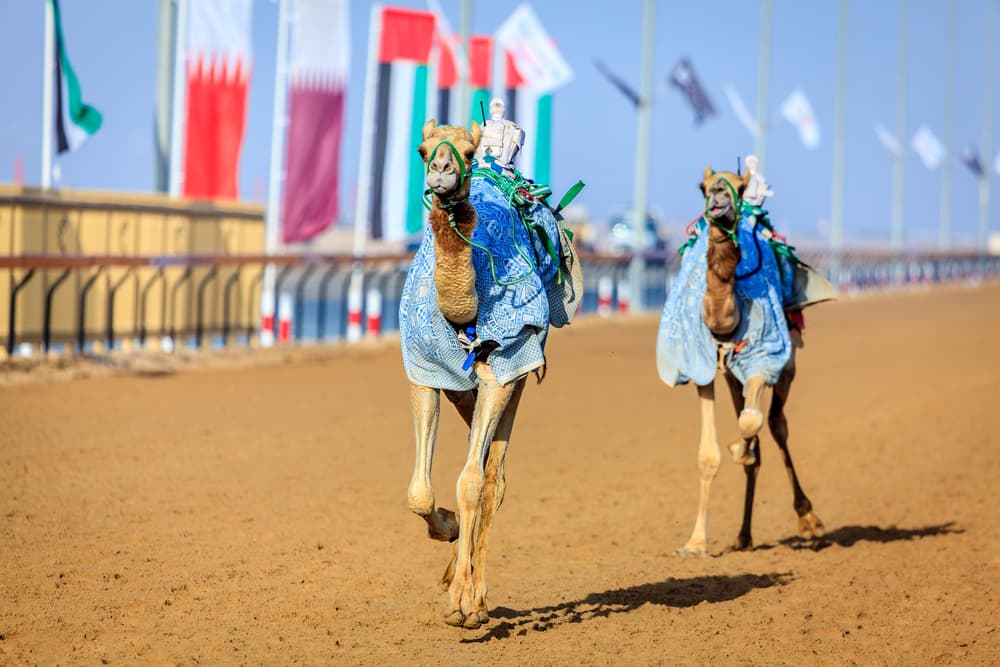 Al Marmoom camel Race Dubai