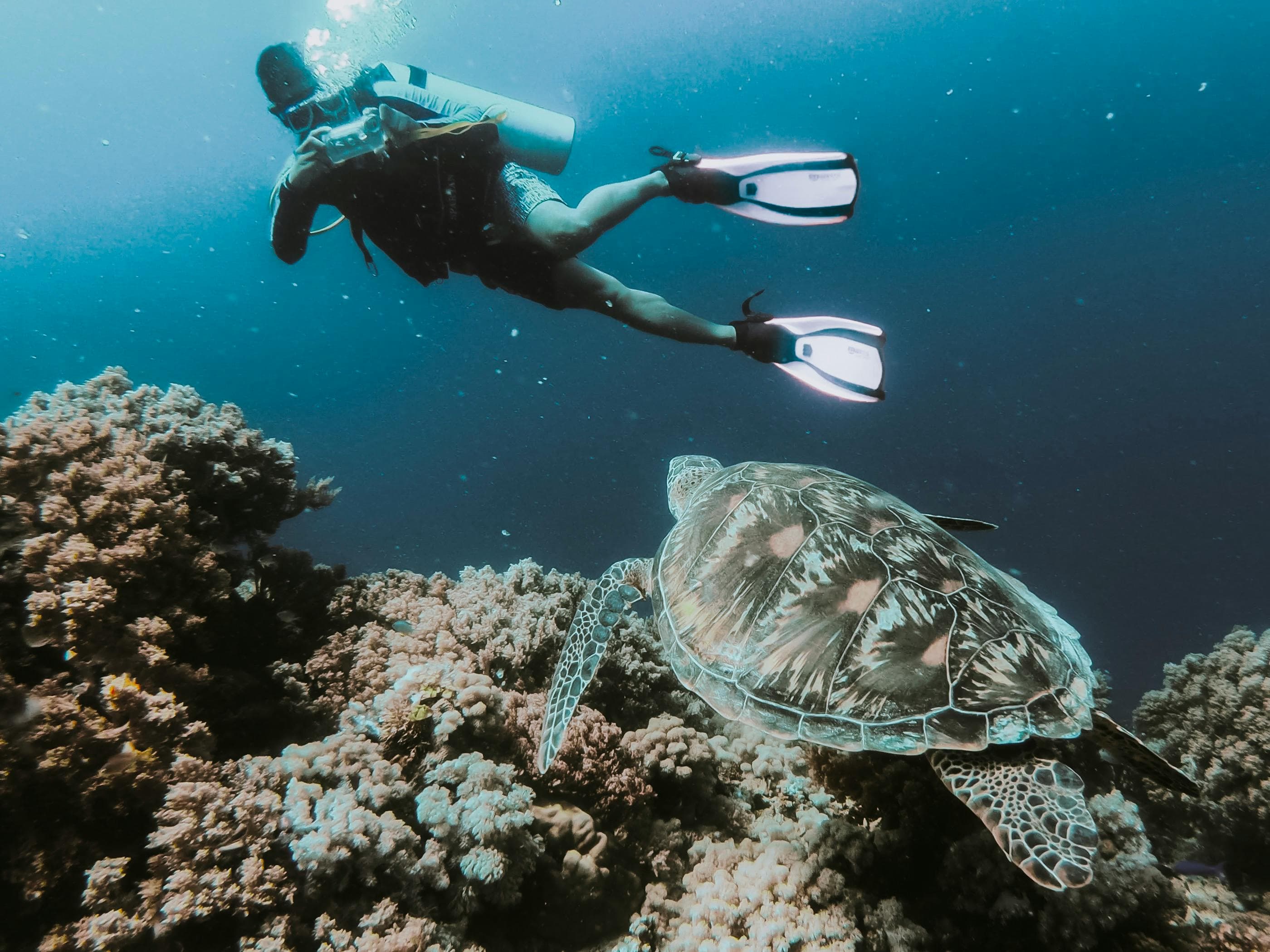 yanbu saudi arabia skuba diving