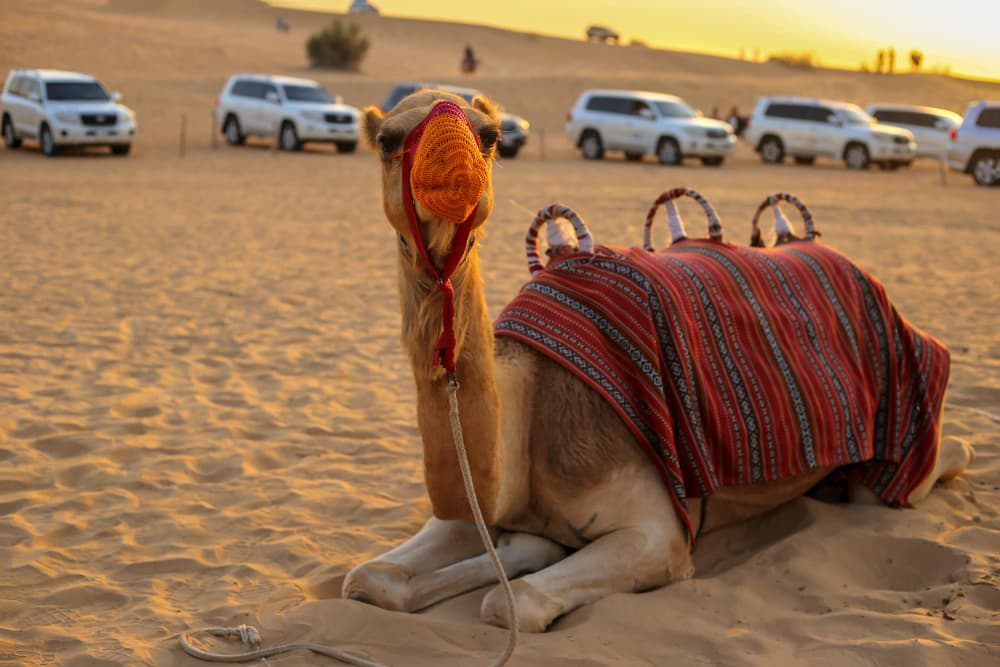 Things to Do in Abu Dhabi
